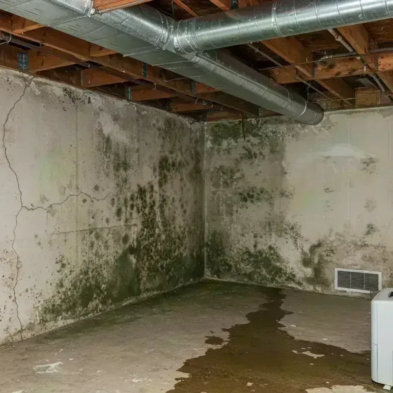 Professional Mold Removal in Battlefield, MO